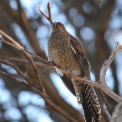 Cacomantis flabelliformis (Fan-tailed Cuckoo) at Eden, NSW - 5 Jan 2014 by kelpie