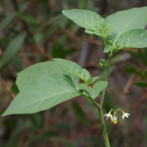 Solanum nodiflorum at Bermagui, NSW - 4 Feb 2014