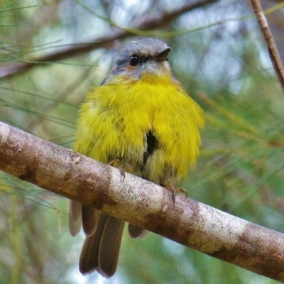 Eopsaltria australis (Eastern Yellow Robin) at Yambulla, NSW - 3 Feb 2014 by bermibug