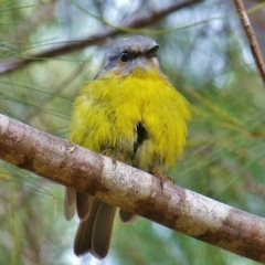 Eopsaltria australis (Eastern Yellow Robin) at Yambulla State Forest - 3 Feb 2014 by bermibug
