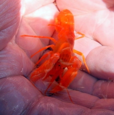 Alpheus villosus (Hairy Snapping Shrimp) at Eden, NSW - 21 Sep 2013 by MichaelMcMaster