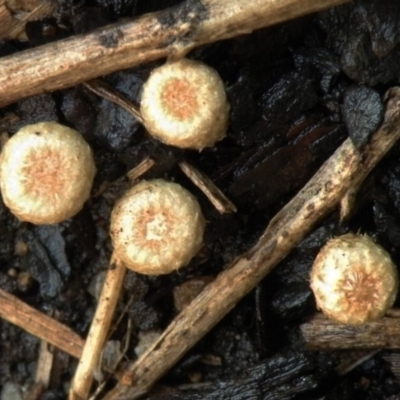 Nidula emodensis (Nidula emodensis) at Bermagui, NSW - 26 Feb 2014 by robndane