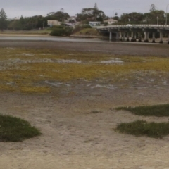 Samolus repens (Creeping Brookweed) at Bermagui, NSW - 28 Feb 2014 by robndane