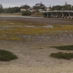 Samolus repens (Creeping Brookweed) at Bermagui, NSW - 27 Feb 2014 by robndane