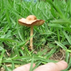 Marasmius oreades (Fairy-ring Champignon) at Wolumla, NSW - 22 Mar 2012 by PatriciaDaly