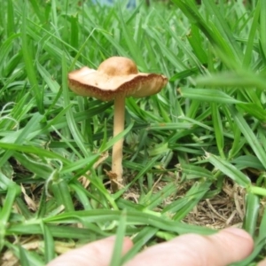 Marasmius oreades at Wolumla, NSW - 22 Mar 2012 12:00 AM