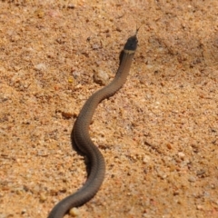 Drysdalia rhodogaster (Mustard-bellied Snake) at Boydtown, NSW - 20 Mar 2014 by jackstar61