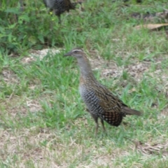Gallirallus philippensis (Buff-banded Rail) at Candelo, NSW - 1 Apr 2014 by LeoBunyan