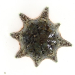 Meridiastra calcar (Eight arm Seastar) at Merimbula, NSW - 6 Dec 2011 by MichaelMcMaster