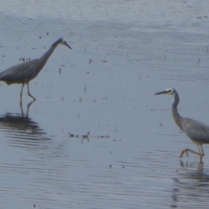 Egretta novaehollandiae at Bermagui, NSW - 7 Apr 2014 12:00 AM