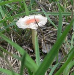 Amanita xanthocephala (Vermilion grisette) at Bermagui, NSW - 12 Apr 2014 by robndane