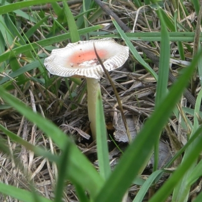 Amanita xanthocephala (Vermilion grisette) at Bermagui, NSW - 13 Apr 2014 by robndane