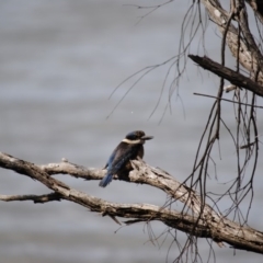 Todiramphus sanctus (Sacred Kingfisher) at Eden, NSW - 7 Mar 2014 by kelpie