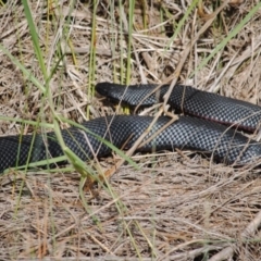 Pseudechis porphyriacus (Red-bellied Black Snake) at Eden, NSW - 15 Apr 2014 by kelpie