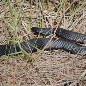 Pseudechis porphyriacus at Eden, NSW - 15 Apr 2014