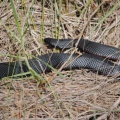 Pseudechis porphyriacus (Red-bellied Black Snake) at Eden, NSW - 14 Apr 2014 by kelpie