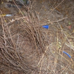 Ptilonorhynchus violaceus (Satin Bowerbird) at Merimbula, NSW - 1 Oct 2013 by HeatherMeek