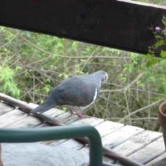 Leucosarcia melanoleuca (Wonga Pigeon) at Merimbula, NSW - 30 Sep 2013 by HeatherMeek