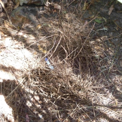 Ptilonorhynchus violaceus (Satin Bowerbird) at Merimbula, NSW - 28 Sep 2013 by HeatherMeek