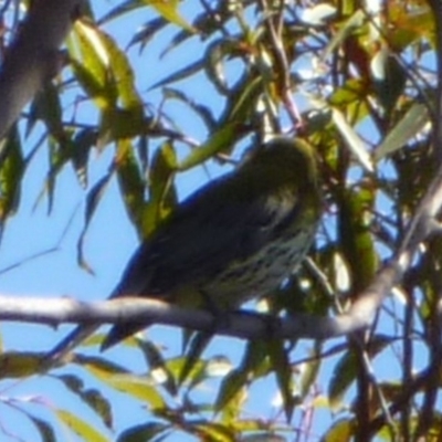 Oriolus sagittatus (Olive-backed Oriole) at Merimbula, NSW - 29 Sep 2013 by HeatherMeek