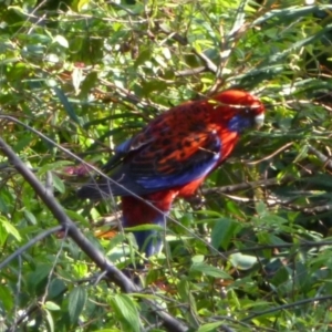 Platycercus elegans at Merimbula, NSW - 29 Sep 2013