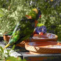 Trichoglossus moluccanus (Rainbow Lorikeet) at Merimbula, NSW - 26 Sep 2013 by HeatherMeek