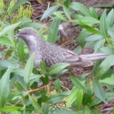 Anthochaera chrysoptera (Little Wattlebird) at Merimbula, NSW - 25 Sep 2013 by HeatherMeek