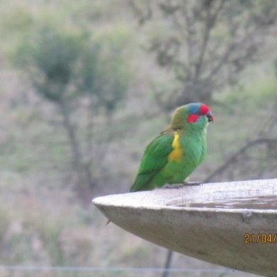 Glossopsitta concinna (Musk Lorikeet) at Wolumla, NSW - 21 Apr 2014 by PatriciaDaly