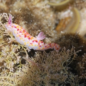 Ceratosoma amoenum at Wallaga Lake, NSW - 19 Jan 2012