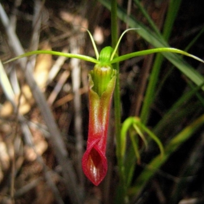 Cryptostylis subulata (Cow Orchid) at Wonboyn North, NSW - 23 Dec 2011 by MichaelMcMaster