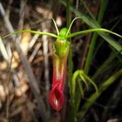 Cryptostylis subulata (Cow Orchid) at East Boyd State Forest - 23 Dec 2011 by MichaelMcMaster