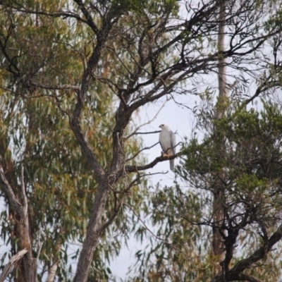 Accipiter novaehollandiae (Grey Goshawk) at Eden, NSW - 9 May 2014 by kelpie