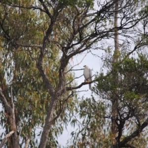 Accipiter novaehollandiae at Eden, NSW - 10 May 2014