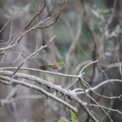 Zosterops lateralis (Silvereye) at Eden, NSW - 21 May 2014 by kelpie