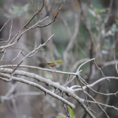 Zosterops lateralis (Silvereye) at Eden, NSW - 21 May 2014 by kelpie