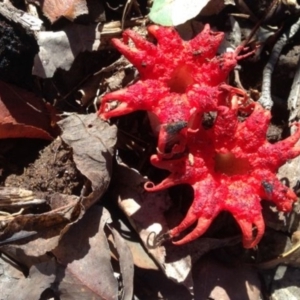 Aseroe rubra at Wolumla, NSW - 7 Jun 2014