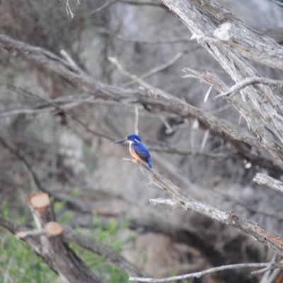 Ceyx azureus (Azure Kingfisher) at Eden, NSW - 11 Jun 2014 by kelpie