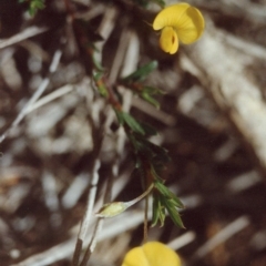 Pultenaea pedunculata (Matted Bush-pea) at Bournda National Park - 20 Sep 1992 by robndane