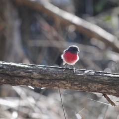 Petroica rosea (Rose Robin) at Lake Curalo - 15 Jun 2014 by kelpie