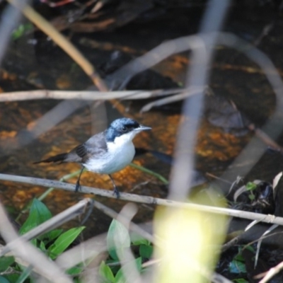 Myiagra inquieta (Restless Flycatcher) at Eden, NSW - 17 Jun 2014 by kelpie