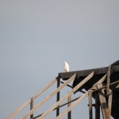 Accipiter novaehollandiae (Grey Goshawk) at Pambula, NSW - 18 Jun 2014 by kelpie