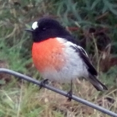 Petroica boodang (Scarlet Robin) at Bemboka, NSW - 11 Jun 2014 by robndane