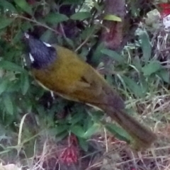 Nesoptilotis leucotis (White-eared Honeyeater) at Bemboka, NSW - 13 Jun 2014 by robndane