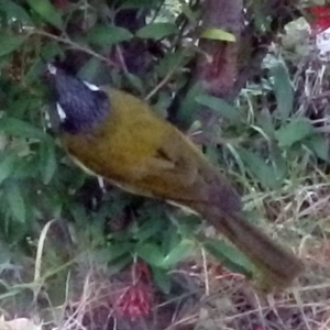 Nesoptilotis leucotis at Bemboka, NSW - 14 Jun 2014