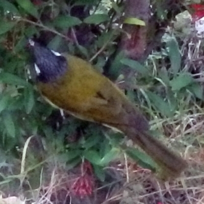 Nesoptilotis leucotis (White-eared Honeyeater) at Bemboka, NSW - 14 Jun 2014 by robndane