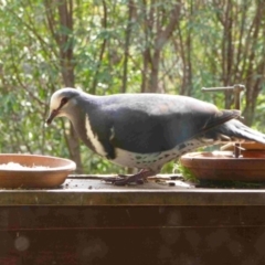 Leucosarcia melanoleuca (Wonga Pigeon) at Merimbula, NSW - 7 Oct 2013 by HeatherMeek