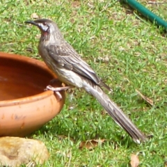 Anthochaera carunculata (Red Wattlebird) at Merimbula, NSW - 5 Oct 2013 by HeatherMeek