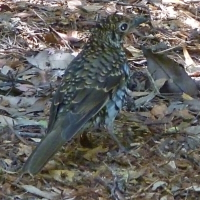 Zoothera lunulata (Bassian Thrush) at Merimbula, NSW - 10 Jan 2013 by HeatherMeek