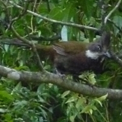 Psophodes olivaceus (Eastern Whipbird) at Merimbula, NSW - 8 Jan 2013 by HeatherMeek