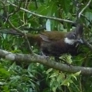 Psophodes olivaceus at Merimbula, NSW - 8 Jan 2013 12:00 AM